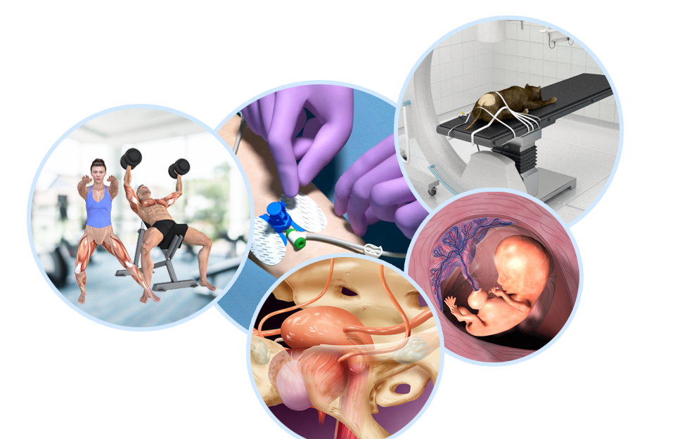 Medical Animation and Rendering