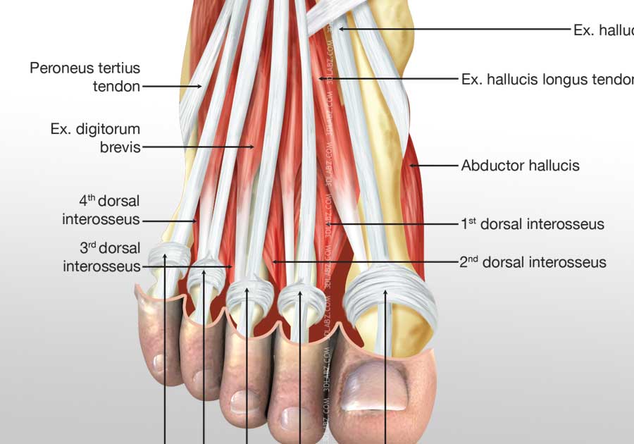 Foot dorsal Muscles 3D Illustration