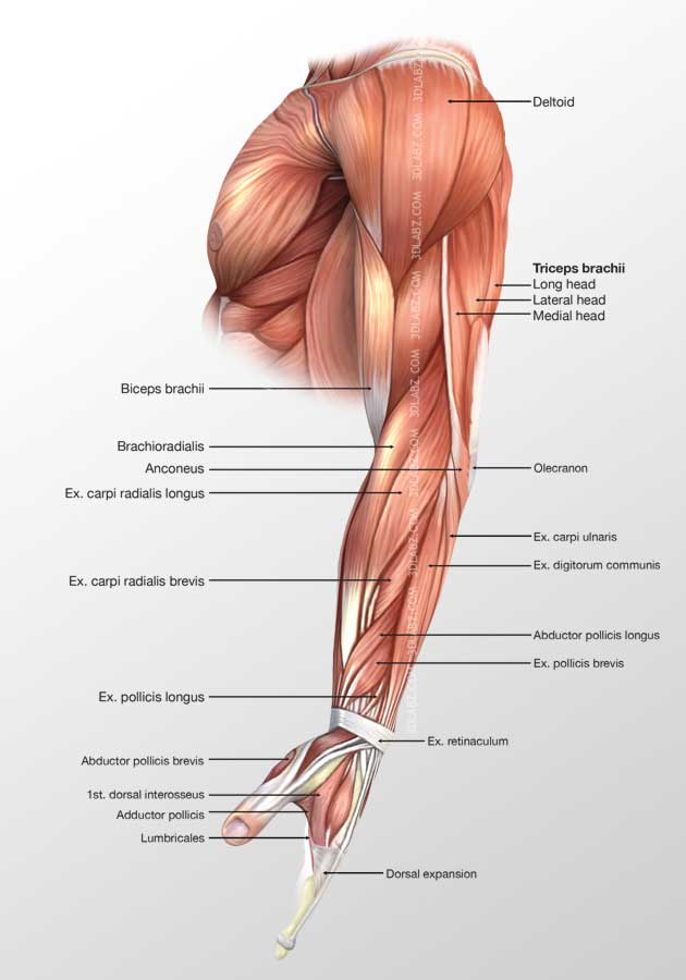 Muscle Arm Anatomy Anatomy Drawing Diagram