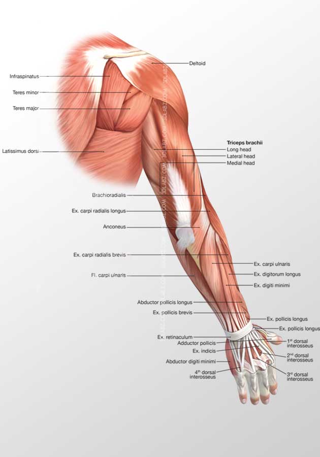 Arm Anterior Muscles 3D Illustration labeled.