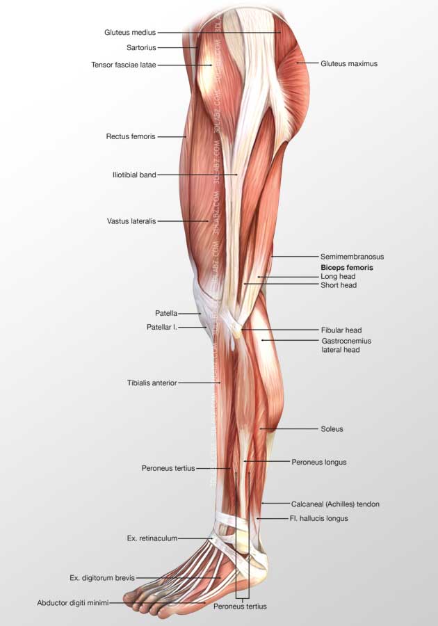 Leg Lateral Muscles D Illustration